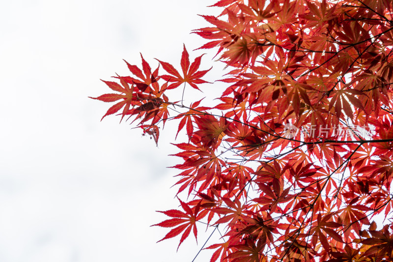 苏州园林狮子林火红色的枫叶与白色天空背景