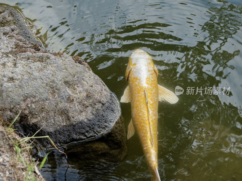 日式庭院 金泽兼六园