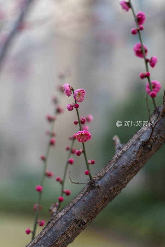 黄昏粉嫩梅花绽放于枝头的唯美画面