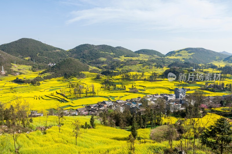 罗平油菜花