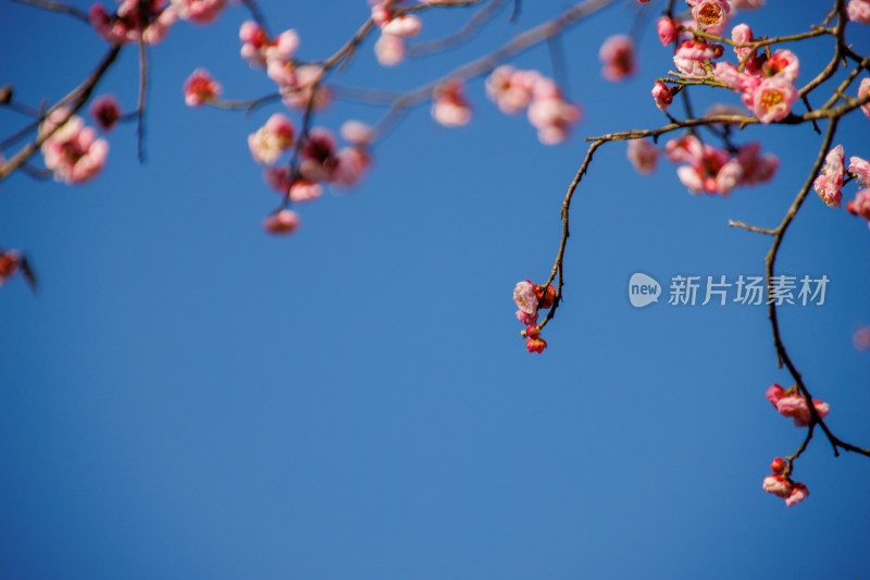 蓝天下盛开的梅花花枝特写