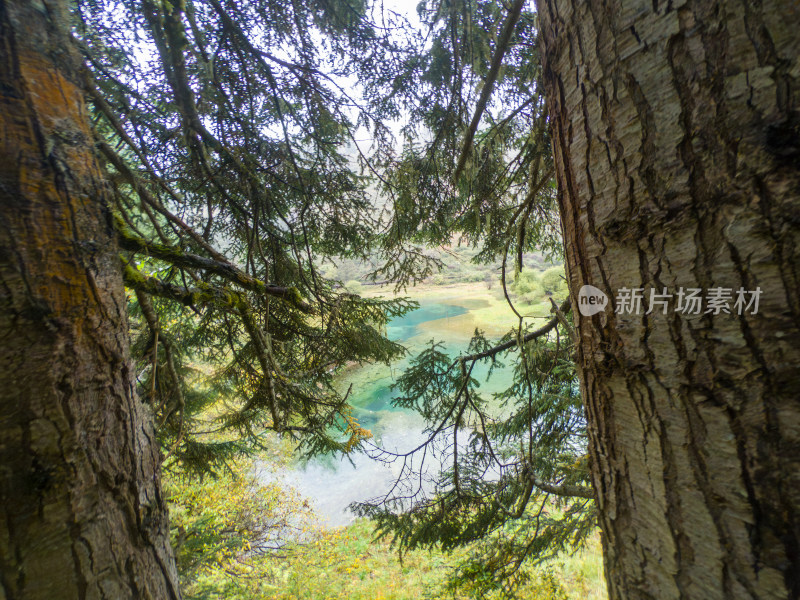 静谧的森林与湖景