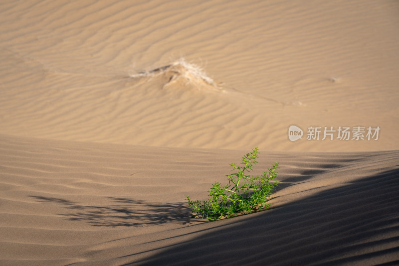 沙漠中顽强生存的绿色生命