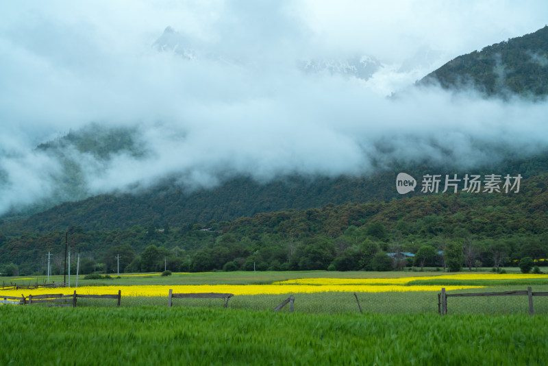 西藏波密桃花沟深处的田园风光
