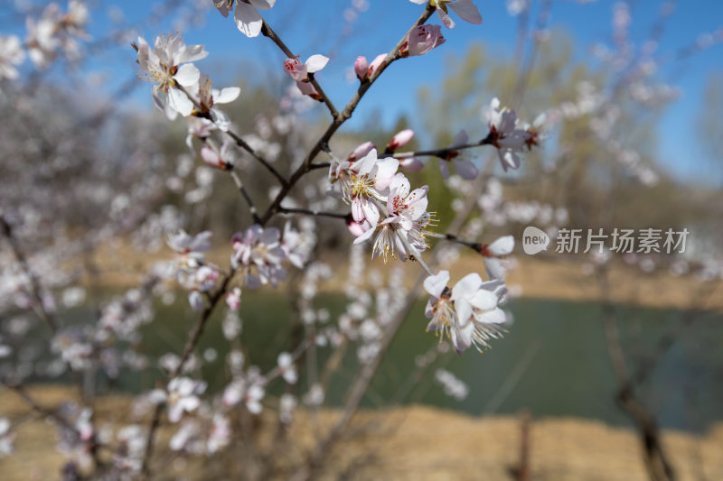 特写樱花盛开的画面