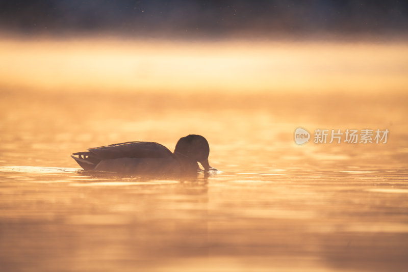 寒冷的冬季野鸭在清晨薄雾的河面上游泳觅食