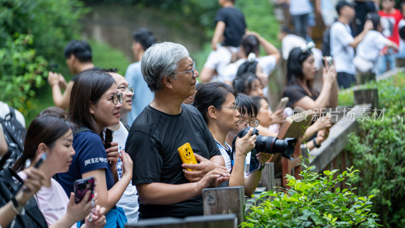 暑假成都大熊猫繁育研究基地迎来八方游客