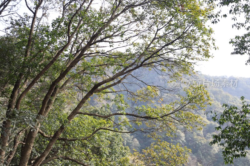 山林间茂密树木景致