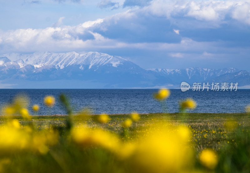 新疆赛里木湖雪山湖泊草原花丛绝美风光