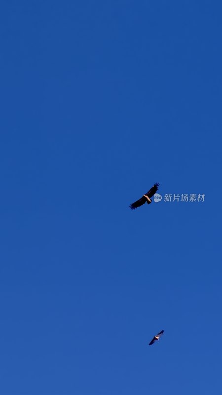 蓝天中飞翔的两只鸟