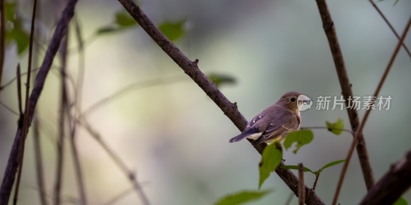 北红尾鸲（Phoenicurus auroreus）