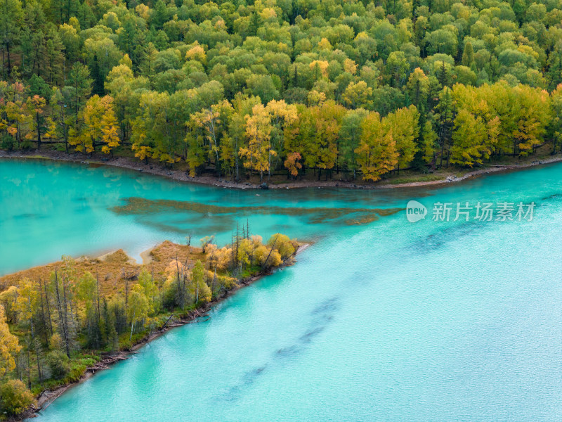 航拍新疆喀纳斯卧龙湾秋景