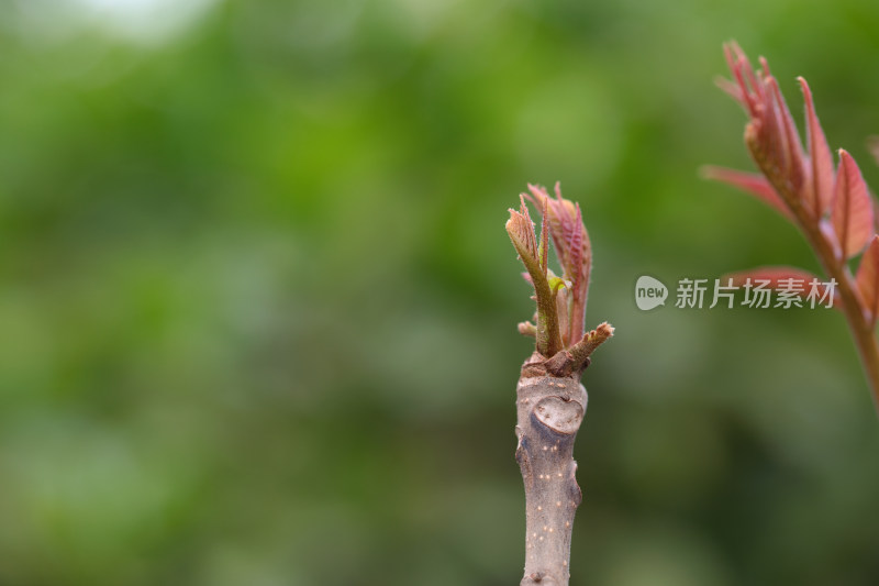 春季的香椿嫩芽