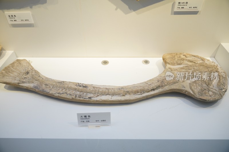 白垩纪大嘴鱼化石标本