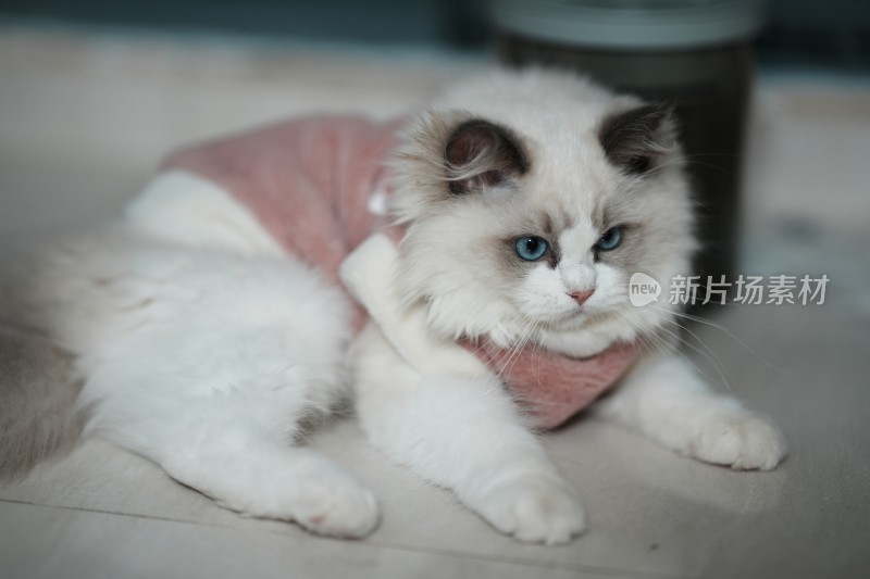 家里穿的衣服的小奶猫