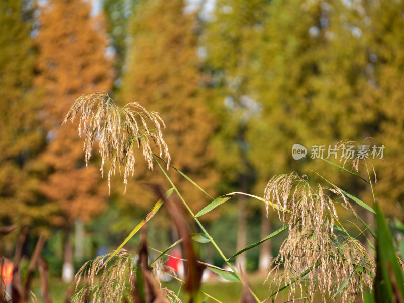 野外开花植物特写