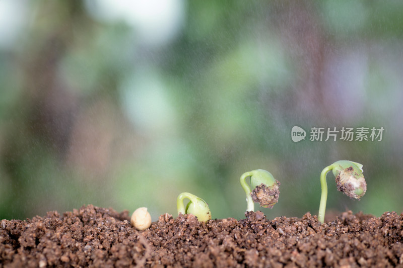 一粒黄豆种子逐渐生长发芽的过程