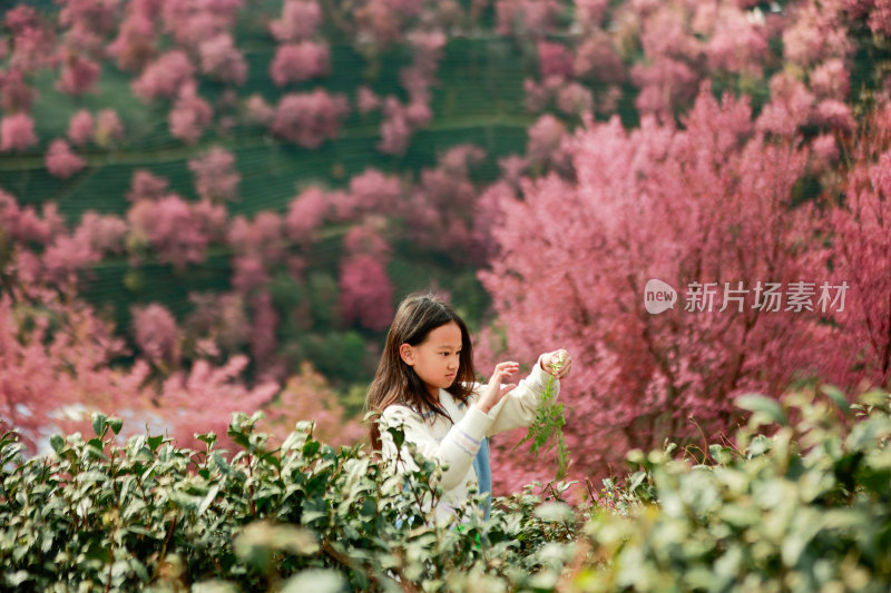 女孩在粉色花海中欣赏手中绿植