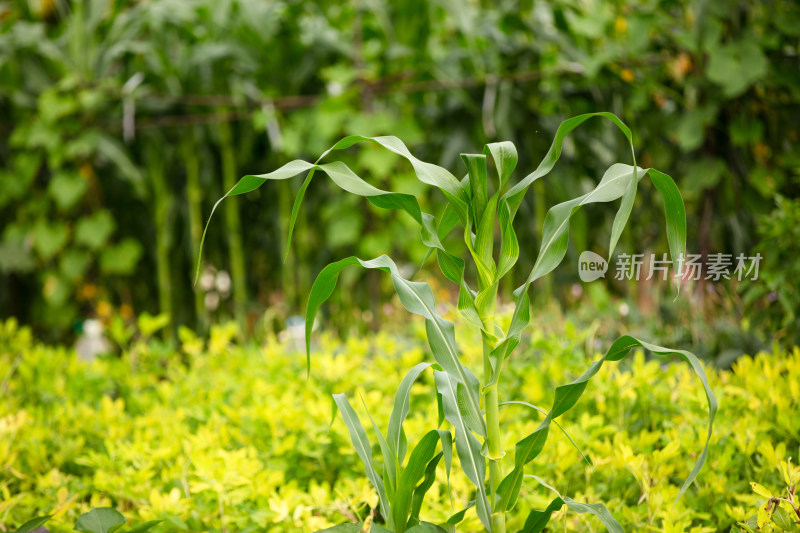 种植在农田里的玉米禾苗