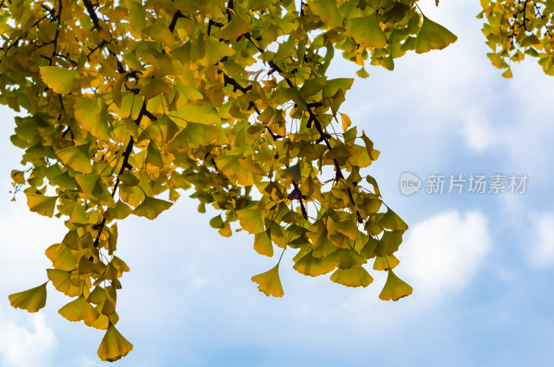 河南省洛阳白马寺秋天银杏树叶金黄