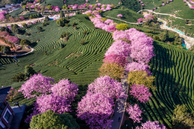 龙岩永福台品樱花茶园