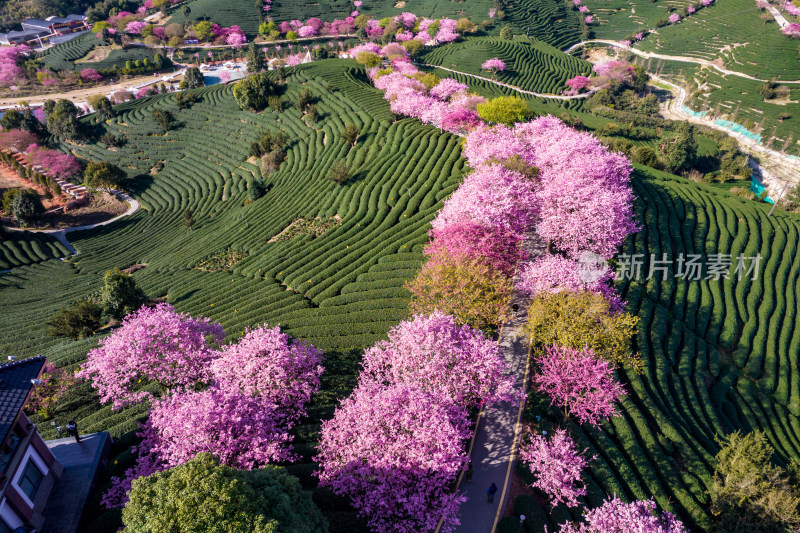 龙岩永福台品樱花茶园