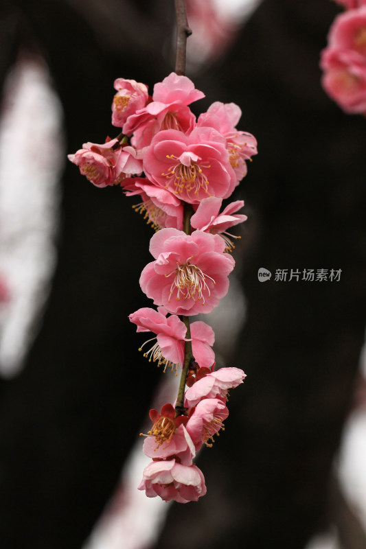 春雨后的梅花