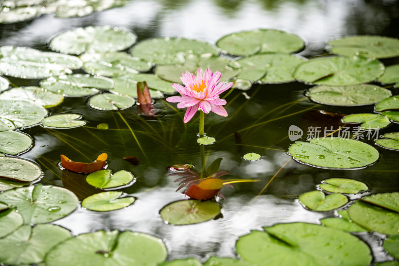 植物园睡莲特写