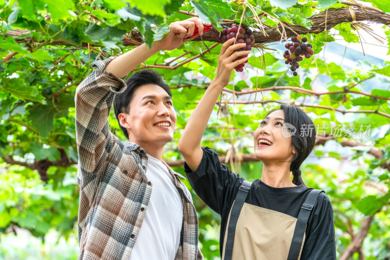 年轻夫妻在果园采摘葡萄