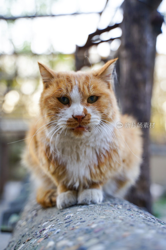 橘猫在墙上休息