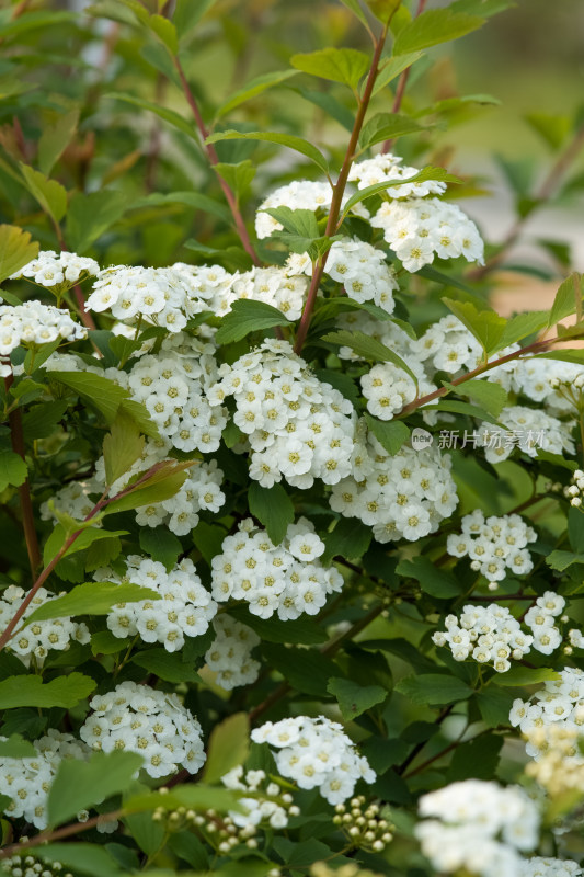 春天的绣线菊小白花特写