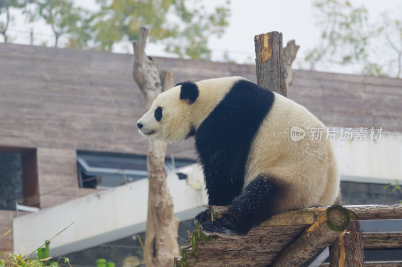 武汉动物园可爱的大熊猫