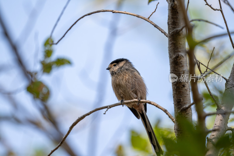 银喉长尾山雀（Aegithalos glaucogularis）