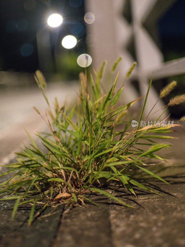 夜晚路边生长着的一株小草近景特写