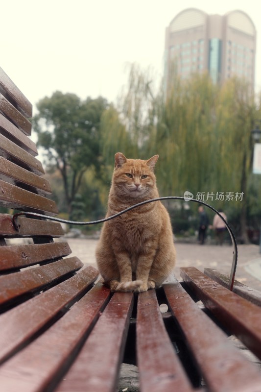 可爱的小猫