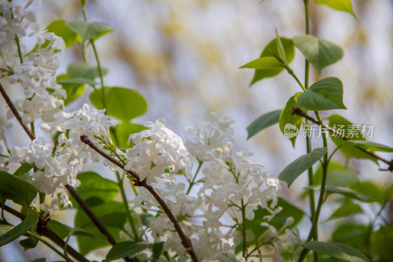 丁香花海