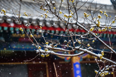 春天雪花迎春花寺庙飘雪