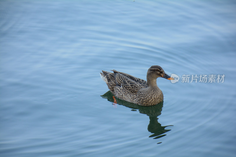 一只鸭在蓝色的湖面上