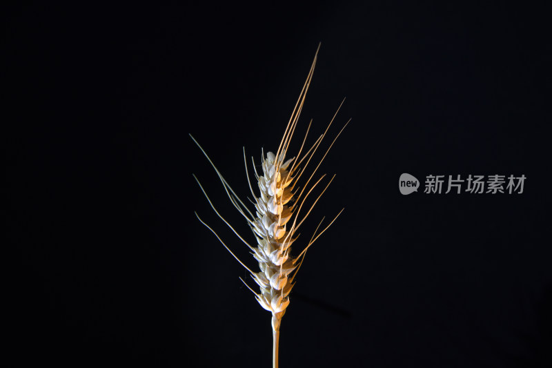 风吹后不完整小麦穗