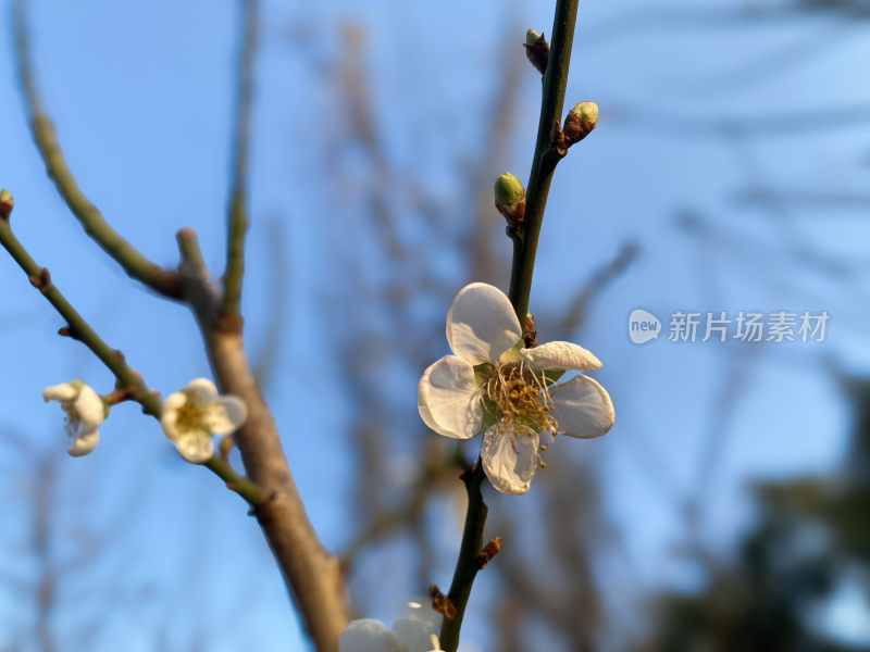 冬日暖阳下绽放的梅花特写