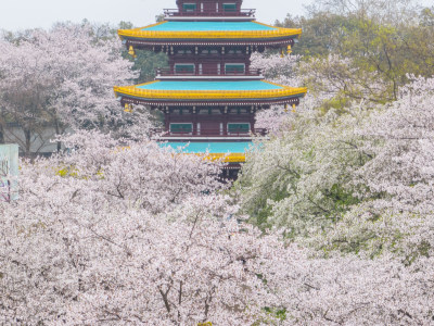 武汉东湖磨山樱花园樱花盛开