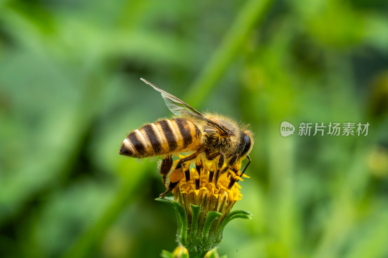 草丛中以花蜜为食的昆虫