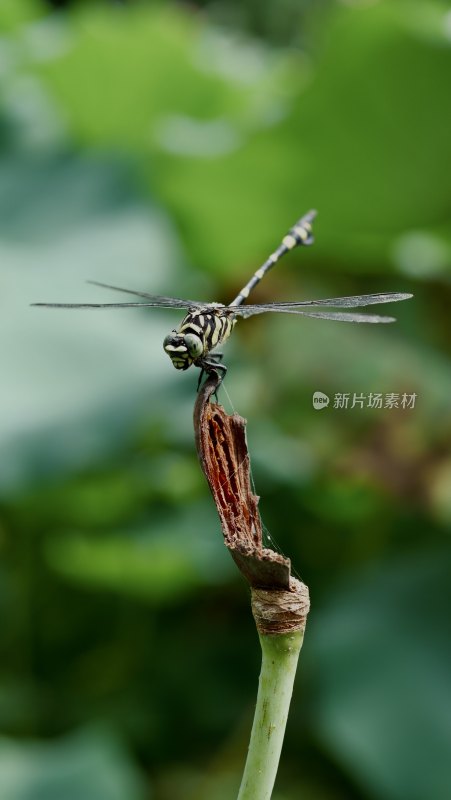 蜻蜓立在树枝上的特写镜头