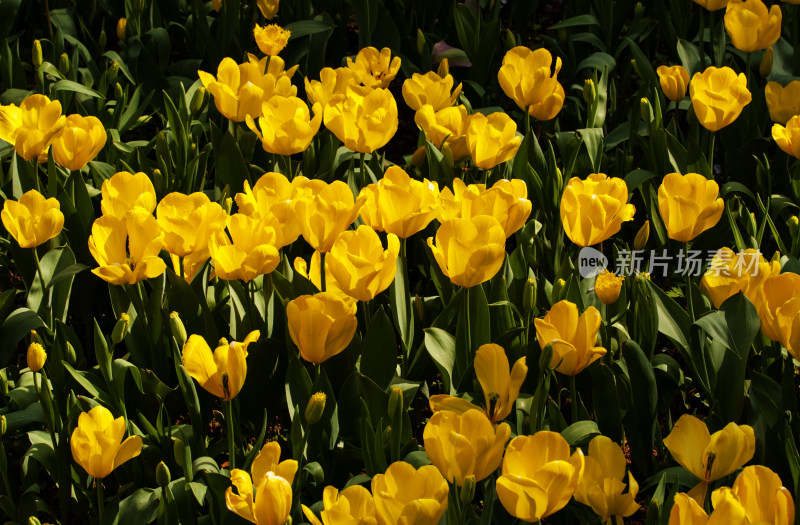 美丽鲜花康乃馨花卉