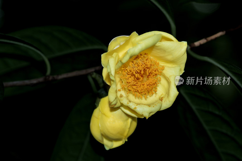 花族皇后金花茶