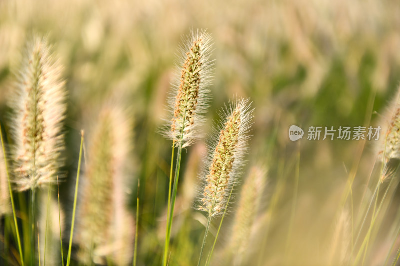 唯美花草狗尾草