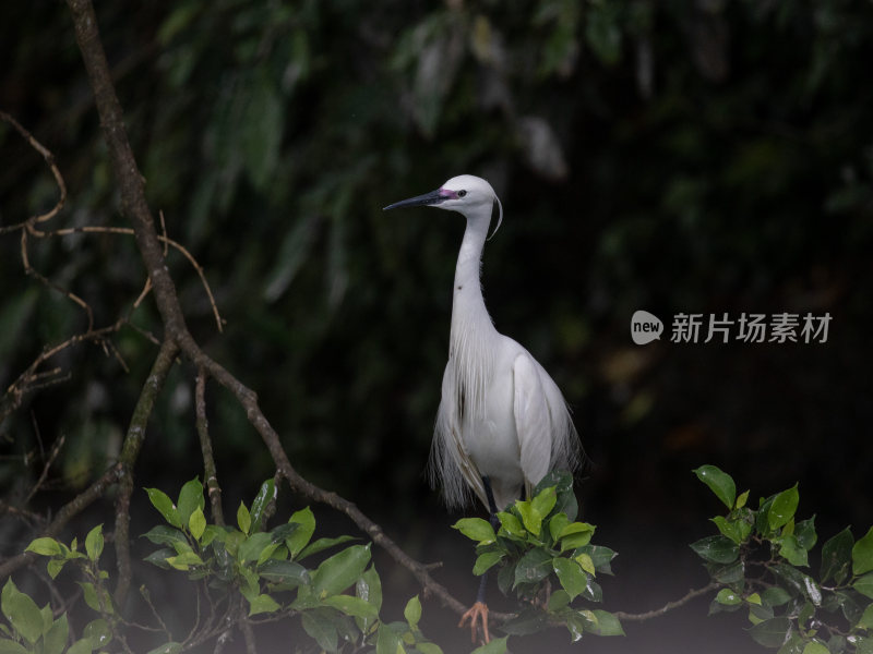 白鹭繁殖羽