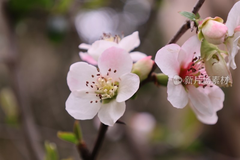 特写粉色绽放花朵