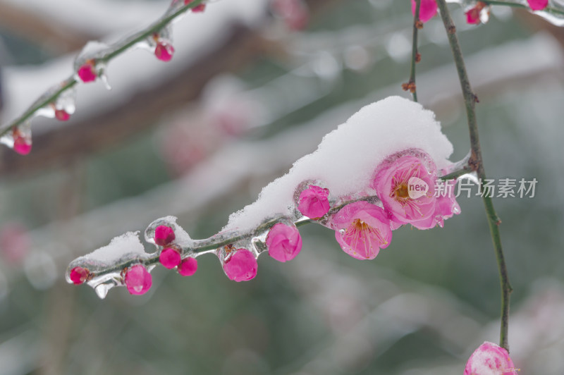 武汉东湖梅园雪中梅花盛开