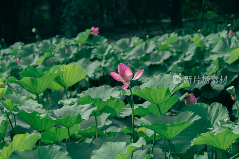 夏季北京奥森公园荷花荷叶